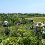 経過日数:2年4ヶ月 撮影日:2016年9月