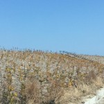 経過日数:10ヶ月 撮影日:2016年3月