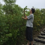 経過日数:4年2ヵ月 撮影日2017年8月