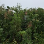 経過日数:3年2ヶ月 撮影日:2017年8月