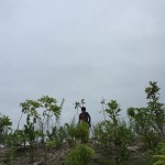 経過日数:2年2ヶ月 撮影日:2017年8月