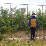 植樹から2年3ヶ月 撮影日:2019年1月27日