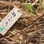 木札に込められた願い 宮城県岩沼市千年希望の丘植樹祭2013