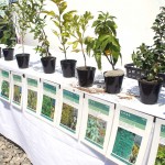 植樹した樹種の一部・岩沼市沿岸部に自生する常緑広葉樹 宮城県岩沼市千年希望の丘植樹祭2013