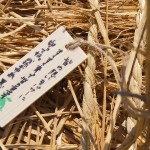 木札に込められた願い 宮城県岩沼市千年希望の丘植樹祭2013