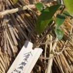 木札に込められた願い・倉木麻衣さん著 宮城県岩沼市千年希望の丘植樹祭2013