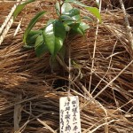 木札に込められた願い 宮城県岩沼市千年希望の丘植樹祭2013