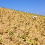 植樹の後の手直し 宮城県岩沼市千年希望の丘植樹祭2013