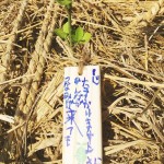 願いが込められた木札 宮城県岩沼市千年希望の丘植樹祭2013