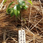 願いが込められた木札 宮城県岩沼市千年希望の丘植樹祭2013