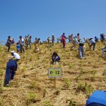 宮城県岩沼市千年希望の丘植樹祭2013