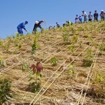 敷き藁を止める藁縄張り 宮城県岩沼市千年希望の丘植樹祭2013