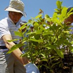 植樹する細川護熙理事長(元総理) 宮城県岩沼市千年希望の丘植樹祭2013